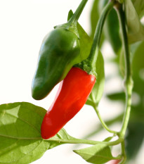 Chilli Thai Hot Birds Eye - Capsicum annuum - predaj semien - 6 ks