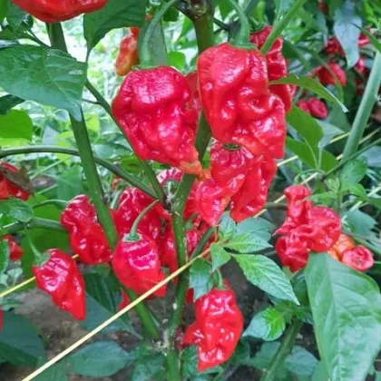 Chilli Apocalypse Red - Capsicum chinense - predaj semien - 5ks