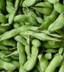 BIO Sója Edamame Chiba Green - Glycine max - predaj bio semien - 20 ks