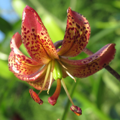 Ľalia Martagon Manitoba - Lilium martagon - predaj cibuľovín - 1 ks