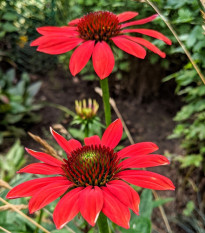 Echinacea Red Magnus - Echinacea Red Magnus - voľnokorenné sadenice echinacey - 1 ks