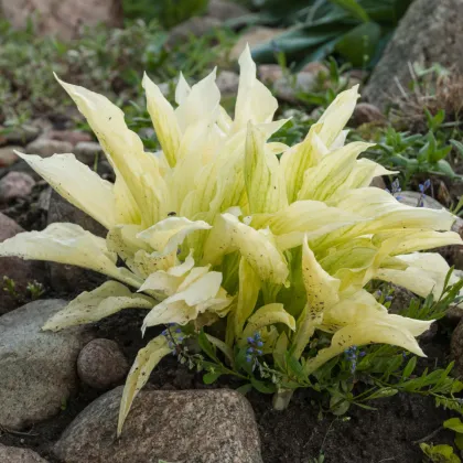 Funkia - Hosta White Feather - predaj cibuľovín - 1 ks