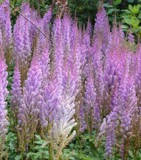 Astilba modrá – Astilbe – cibuľoviny