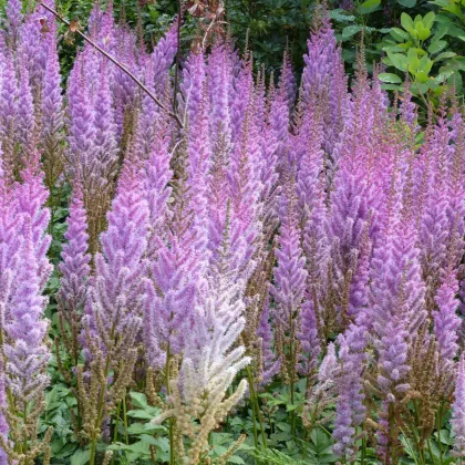 Astilba modrá – Astilbe – cibuľoviny