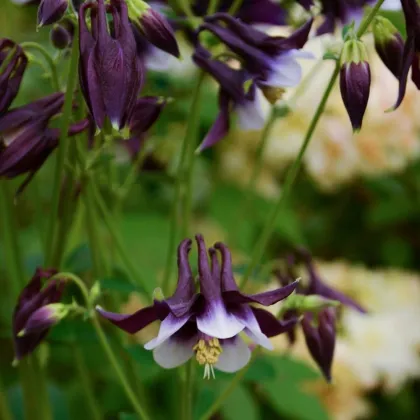 Orlíček William Guiness - Aquilegia - voľnokorenené sadenice orlíčka - 1 ks