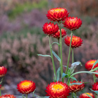 Slamienka Scarlet - Helichrysum bracteatum - predaj semien - 500 ks