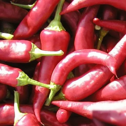 Paprika Žitava - Capsicum annuum - predaj semien - 30 ks