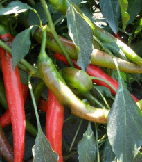 Paprika Pálivec - Capsicum annuum - predaj semien - 20 ks