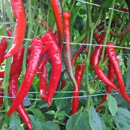 Paprika Pálivec - Capsicum annuum - predaj semien - 20 ks