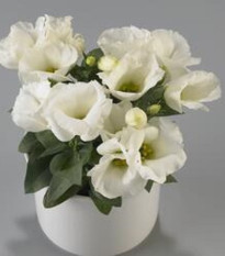 Eustoma Carmen Ivory F1 - Eustoma grandiflorum - predaj semien - 12 ks