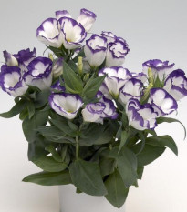 Eustoma Blue Rim F1 - Eustoma grandiflorum - predaj semien - 12 ks