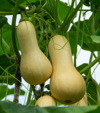 Tekvica maslová Butternut - Cucurbita moschata - predaj semien - 6 ks