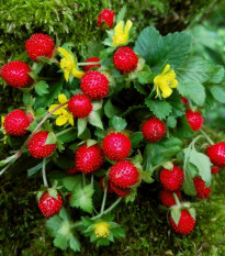 Jahoda indická Tutti Frutti - Duchesnea indica - predaj semien - 15 ks