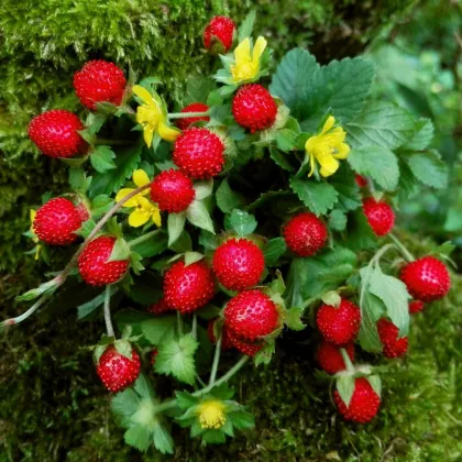 Jahoda indická Tutti Frutti - Duchesnea indica - predaj semien - 15 ks