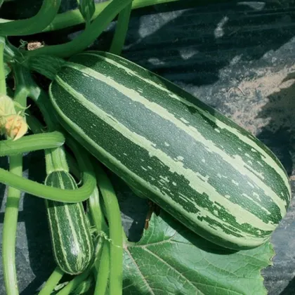 Cuketa Bush Baby F1 Marrow - Cucurbita pepo - predaj semien - 6 ks