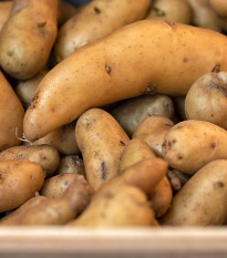 Sadbové zemiaky Ratte - Solanum tuberosum - 5 ks