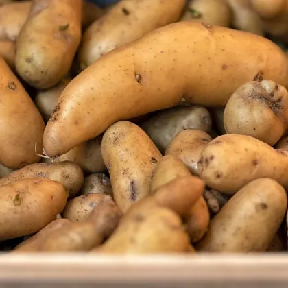 Sadbové zemiaky Ratte - Solanum tuberosum - 5 ks