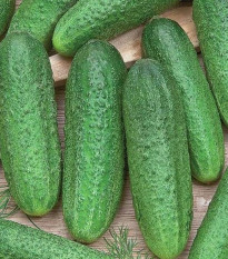 Uhorka Profi F1 - Cucumis sativus - predaj semien - 6 ks