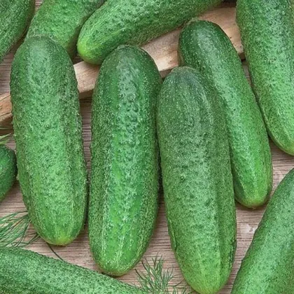 Uhorka Profi F1 - Cucumis sativus - predaj semien - 6 ks