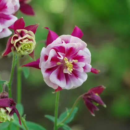 Orlíček Winky Red White Double - Aquilegia - predaj prostokorenených sadeníc - 1 ks