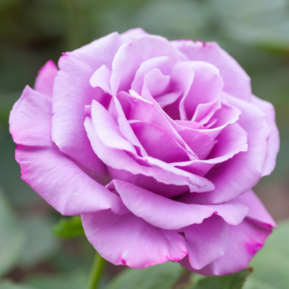 Ruža veľkokvetá pnúca fialová - Rosa - predaj jednoducho korenených sadeníc - 1 ks