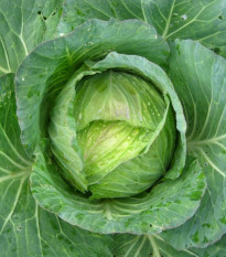 Kel hlávkový Predzvesť - Brassica oleracea var. Sabauda - predaj semien - 100 ks