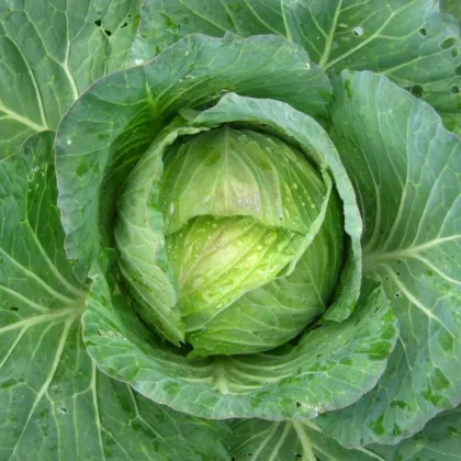 Kel hlávkový Predzvesť - Brassica oleracea var. Sabauda - predaj semien - 100 ks