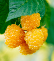 Maliník žltý - Rubus idaeus - predaj jednoducho korenených sadeníc - 1 ks