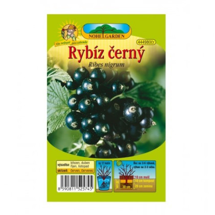 Ríbezle čierne - Ribes sylvestre - predaj jednoducho korenných sadeníc - 1 ks