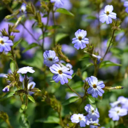 Brovália americká Blue Lady - Browallia americana - predaj semien - 20 ks