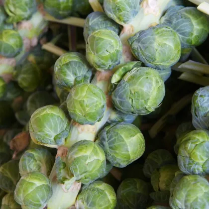 BIO Kel ružičkový Igor F1 - Brassica oleracea - predaj bio semien - 20 ks