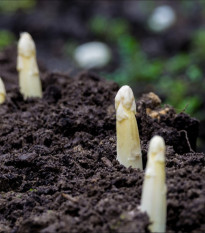 Špargľa lekárska Argenteuil na bielenie - Asparagus officinalis - predaj semien - 15 ks