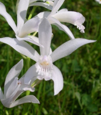 Orchidea vzpriamená biela - Bletilla striata albumu - predaj cibuľovín - 1 ks