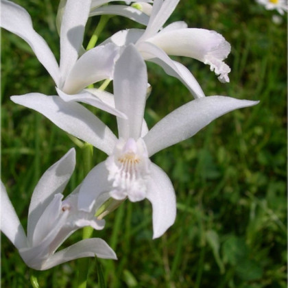 Orchidea vzpriamená biela - Bletilla striata albumu - predaj cibuľovín - 1 ks