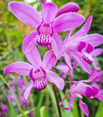 Orchidea vzpriamená ružová - Bletilla striata pink - predaj cibuľovín - 1 ks