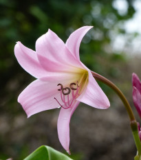 Krinum Powellii ružový - Crinum Powellii rosea - predaj cibuľovín - 1 ks