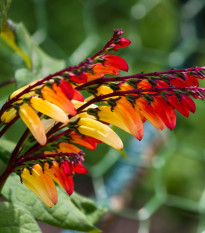 Povojník laločnatý Jungle Queen - Ipomoea lobata - predaj semien - 15 ks