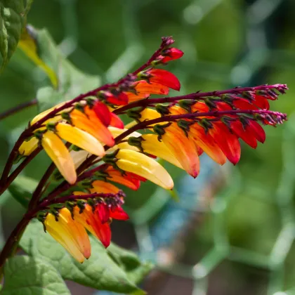 Povojník laločnatý Jungle Queen - Ipomoea lobata - predaj semien - 15 ks