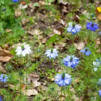 BIO Černuška damascénska - Nigella damascena - predaj bio semien - 50 ks