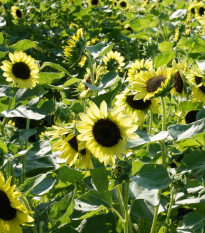 BIO Slnečnica Primrose - Helianthus annuus - predaj bio semien - 10 ks