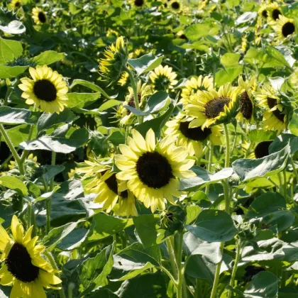 BIO Slnečnica Primrose - Helianthus annuus - predaj bio semien - 10 ks