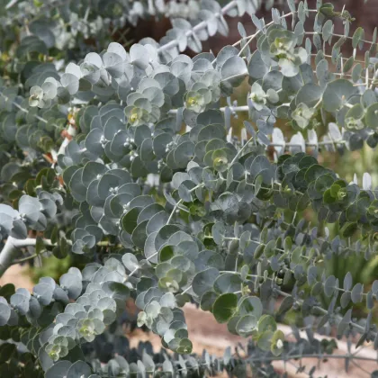 Eukalyptus Baby Blue - Blahovičník - Eukalyptus pulverulenta - predaj semien - 8 ks