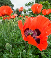 Mak východný Scharlach - Papaver orientale - semiačka - 400 ks