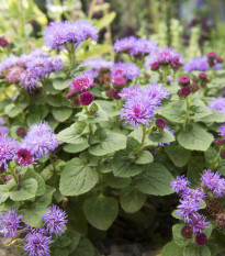 Agerát mexický - Ageratum houstonianum - predaj semien - 0,5 g