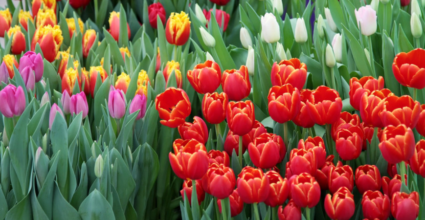 Tulipán, kráľ cibuľovín. Ako ich správne pestovať?