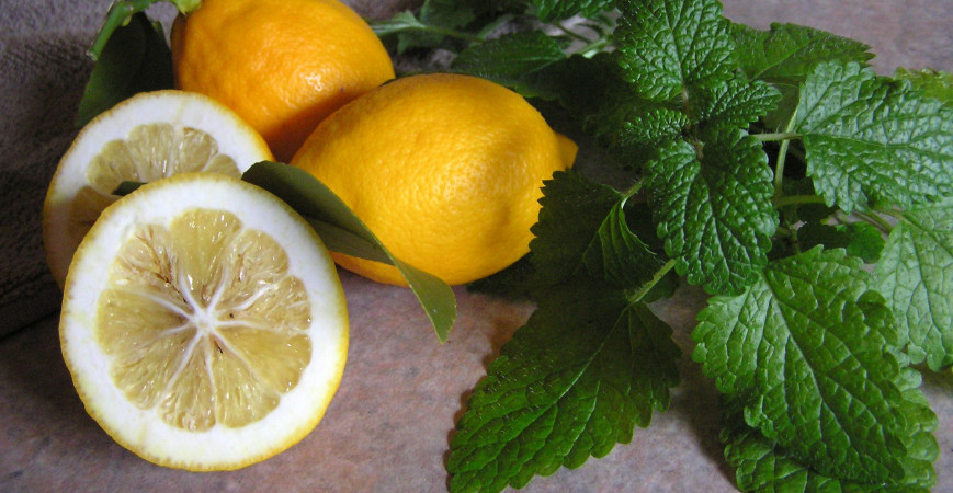 Bylinky s citrusovou arómou – prevoňajú vám domov a majú využitie i v kuchyni