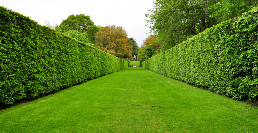 Rozhodujete sa medzi ihličnatým alebo listnatým živým plotom?