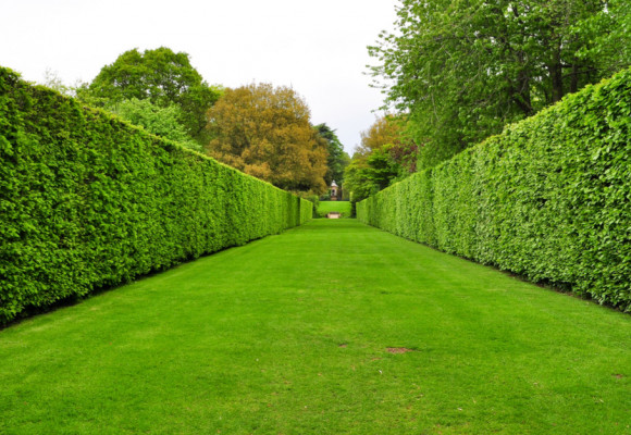 Rozhodujete sa medzi ihličnatým alebo listnatým živým plotom?