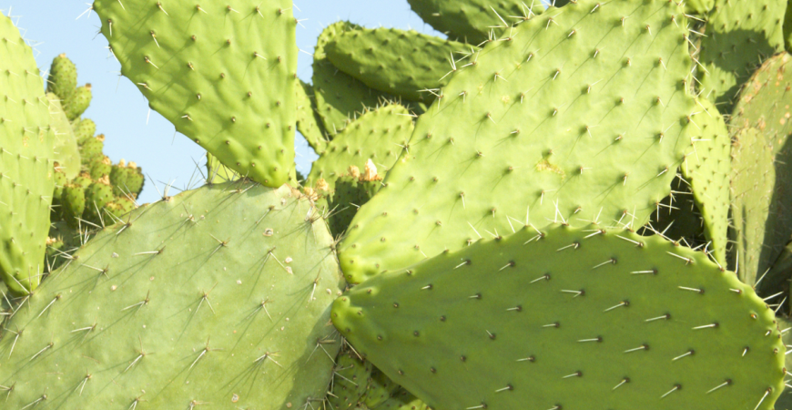 Opuncia, kaktus, s jedlými plodmi 