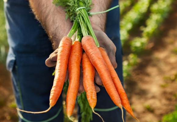 Viete, aký je rozdiel medzi karotkou a mrkvou? A ako vôbec pestovať mrkvu?